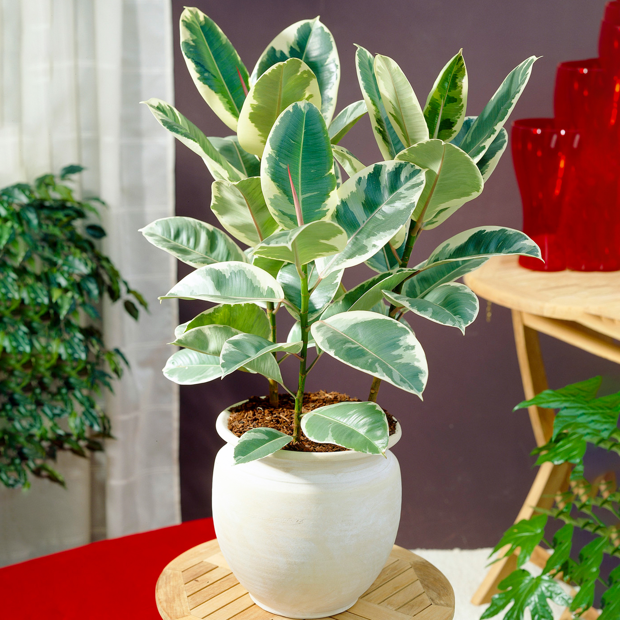 Ficus Tineke Rubber Plant Premium 3040cm Potted Houseplant for